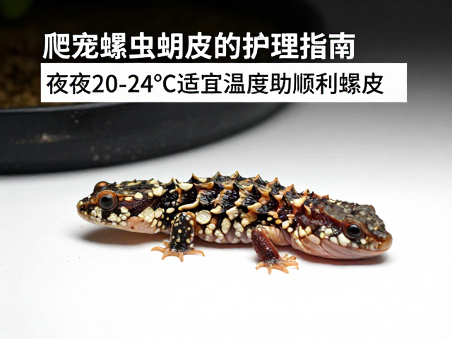 爬宠蜕皮护理指南，夜间20-24&deg;C适宜温度助顺利蜕皮