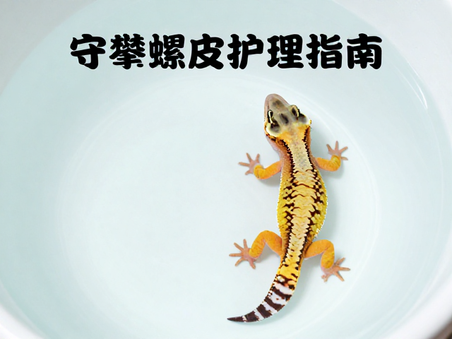 守宫蜕皮护理指南，攀爬空间与水盆清洗频率优化法