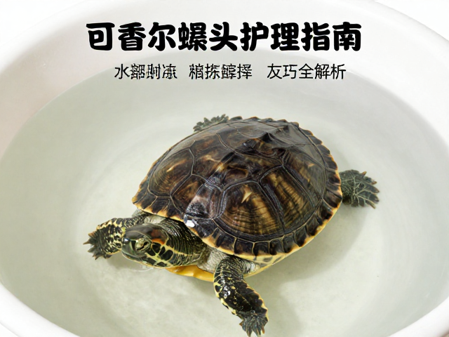 乌龟蜕皮护理指南,水盆大小选择与冷冻解冻技巧全解析