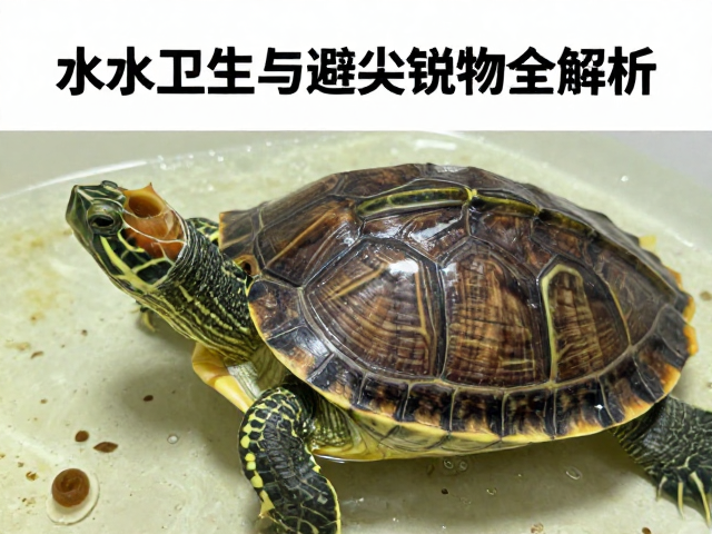 乌龟蜕皮护理指南,水质卫生与避尖锐物全解析