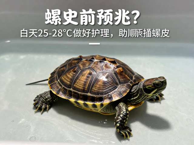 龟龟蜕皮前预兆？白天25-28&deg;C做好护理，助其顺利蜕皮