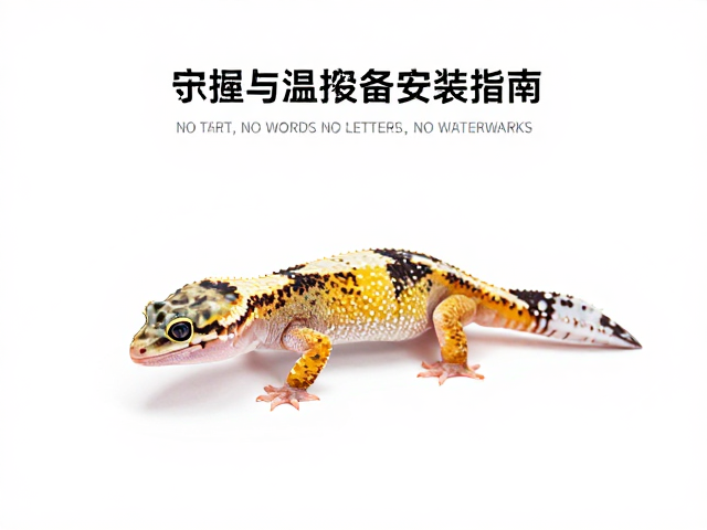 守宫蜕皮护理,喂食后不抓握与温控设备安装指南
