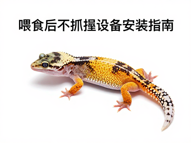 守宫蜕皮护理,喂食后不抓握与温控设备安装指南