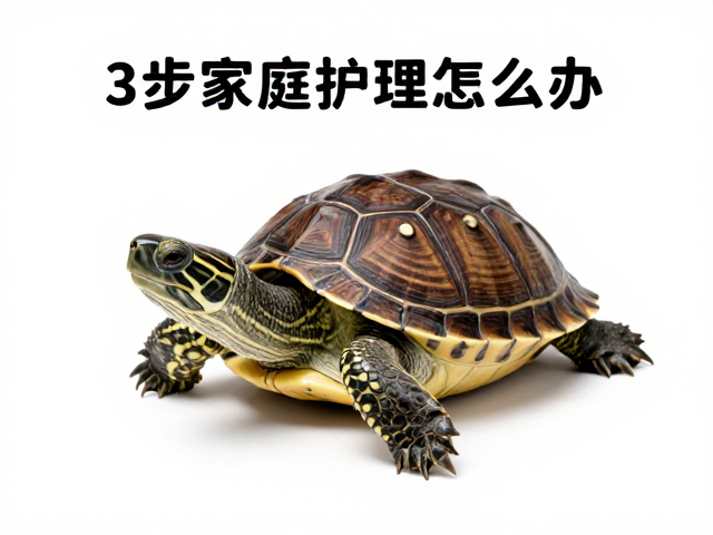 乌龟蜕皮、尿盐、口腔炎怎么办?3步家庭护理指南