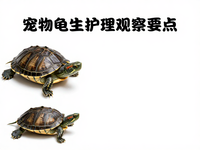 宠物龟蜕皮护理指南,饲养箱布置与蜕皮后观察要点