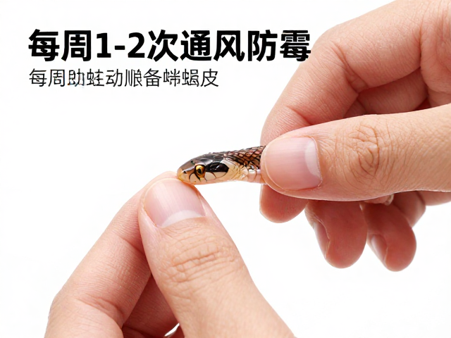 幼蛇蜕皮护理指南,每周1-2次通风防霉,助蛇顺利蜕皮