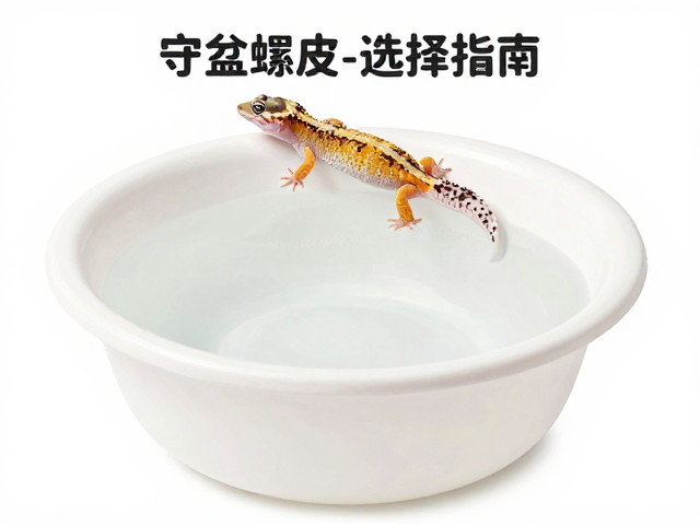 守宫蜕皮护理，水盆大小与攀爬空间选择指南