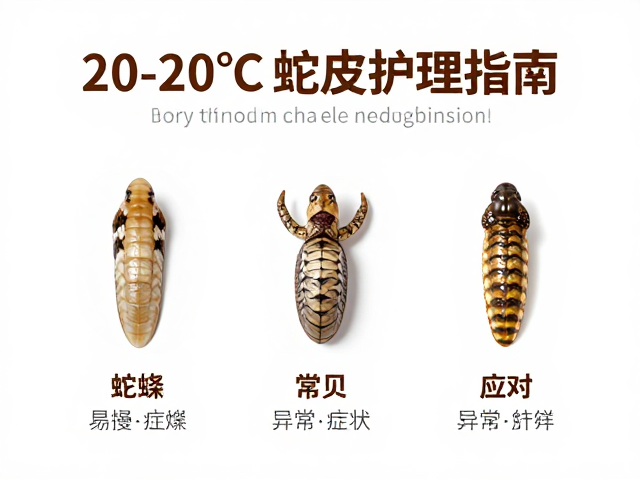 夜间20-20°C蛇蜕皮护理指南,常见疾病症状与应对