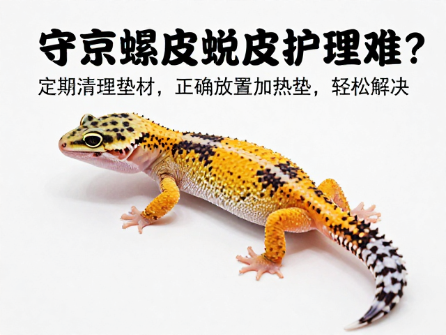 守宫蜕皮护理难?定期清理垫材,正确放置加热垫,轻松解决