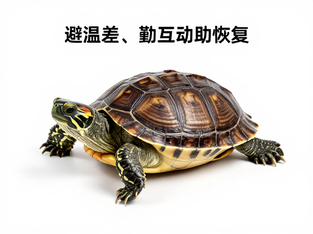 龟龟蜕皮护理指南,避温差、勤互动助恢复