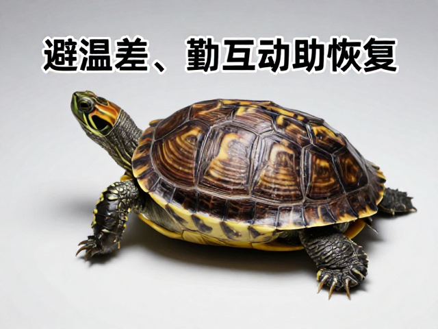 龟龟蜕皮护理指南,避温差、勤互动助恢复