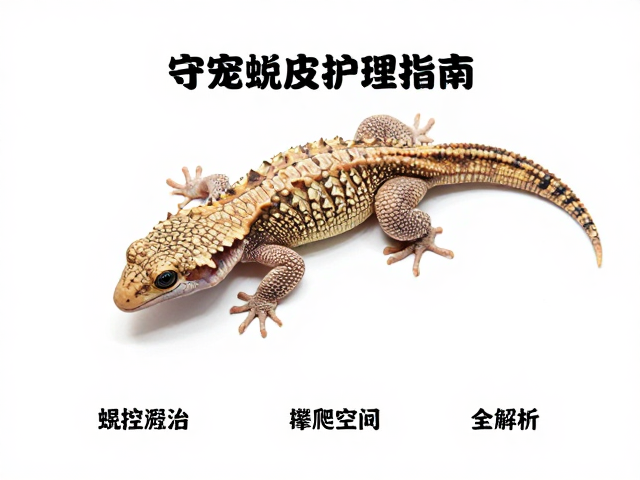 守宠避坑,守宫蜕皮护理指南,温控与攀爬空间全解析
