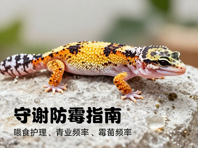 守宫蜕皮护理与喂食频率,通风防霉指南
