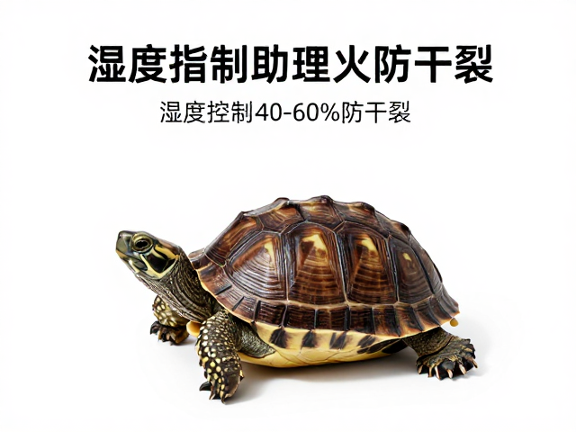 龟壳蜕皮护理指南,湿度控制在40-60%防干裂