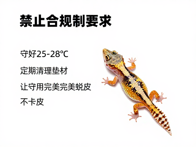 守好25-28°C,定期清理垫材,让守宫完美蜕皮不卡皮