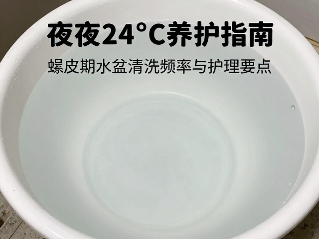 夜间20-24°C养护指南,蜕皮期水盆清洗频率与护理要点