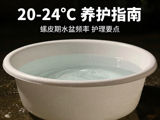 夜间20-24°C养护指南,蜕皮期水盆清洗频率与护理要点