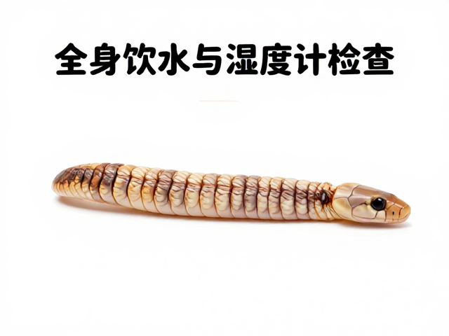 蛇蜕皮护理指南,全身饮水与湿度计检查,打造完美蜕皮环境