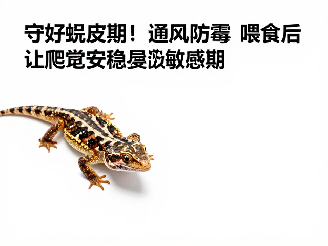 守好蜕皮期!通风防霉,喂食后不抓握,让爬宠安稳度过敏感期