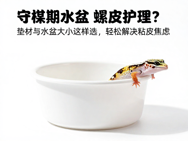 守宫蜕皮护理难?垫材与水盆大小这样选,轻松解决粘皮焦虑