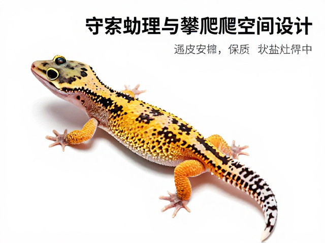 守宫蜕皮护理与攀爬空间设计,重点解析尿盐清理误区
