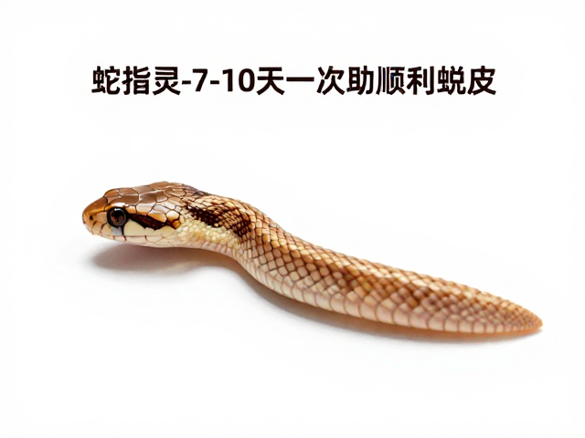 蛇蜕皮护理指南,喷雾保湿技巧,每7-10天一次助顺利蜕皮