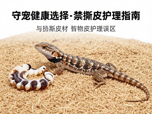 守宠健康,蜥蜴蜕皮期垫材选择与禁撕皮护理指南