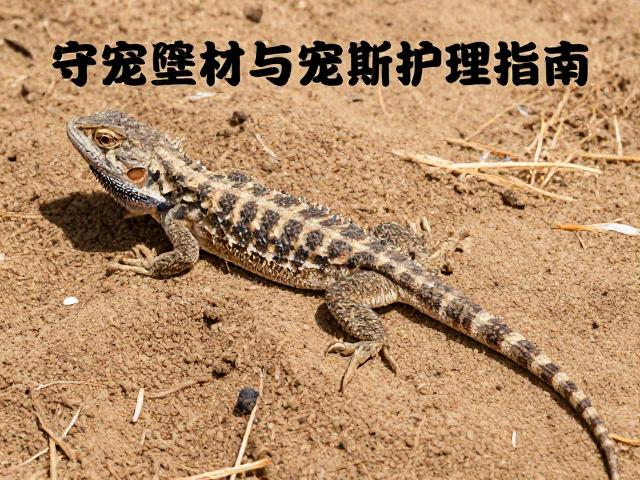 守宠健康,蜥蜴蜕皮期垫材选择与禁撕皮护理指南