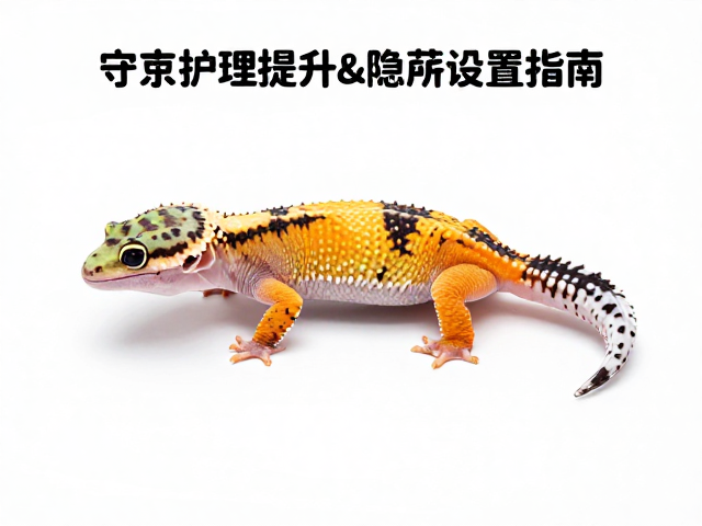 守宫蜕皮护理,湿度提升与隐藏所设置指南