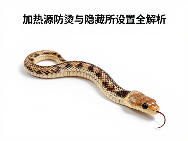 蛇蜕皮护理攻略,加热源防烫与隐藏所设置全解析