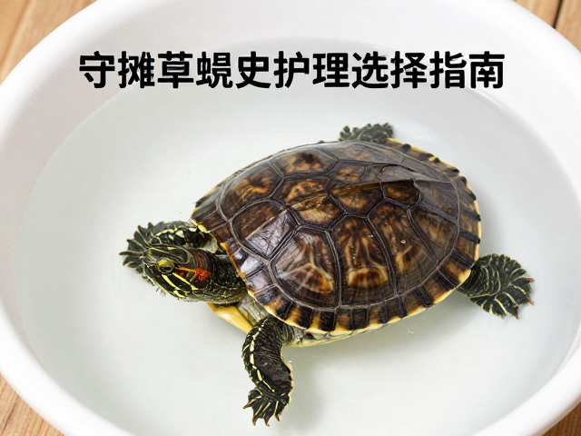 守摊龟蜕皮护理,水盆清洗频率与垫材选择指南