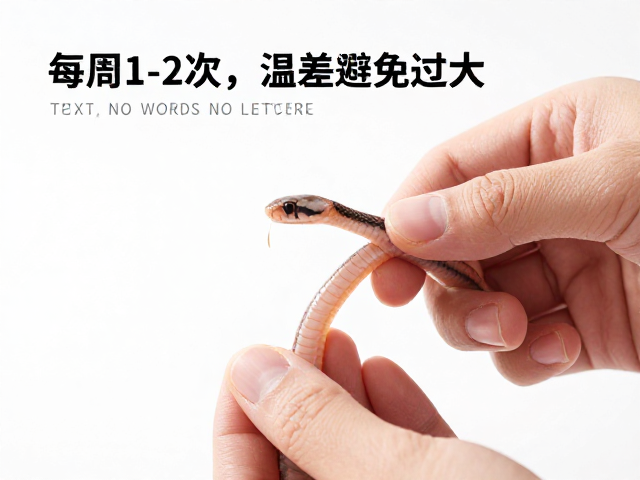 幼蛇蜕皮护理,每周1-2次,注意温差避免过大