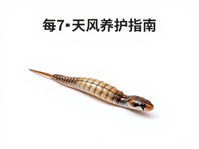 蛇蜕皮护理,全身饮水习惯与每7-10天一次的科学养护指南