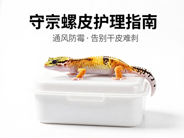 守宫蜕皮护理指南，保湿盒辅助，通风防霉，告别干皮难题