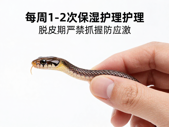 幼蛇蜕皮护理，每周1-2次保湿，脱皮期严禁抓握防应激