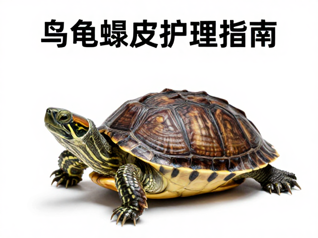 乌龟蜕皮护理指南,蜕皮后观察要点与温度计监测技巧