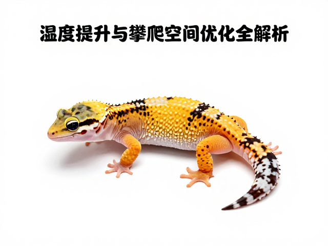 守宫蜕皮护理指南,湿度提升与攀爬空间优化全解析