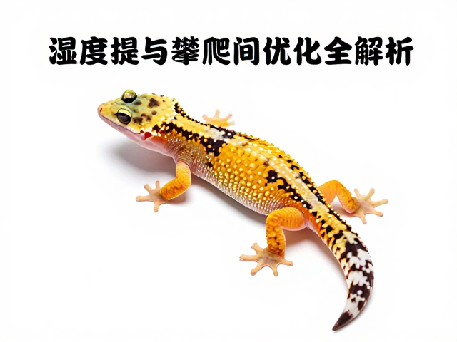 守宫蜕皮护理指南,湿度提升与攀爬空间优化全解析