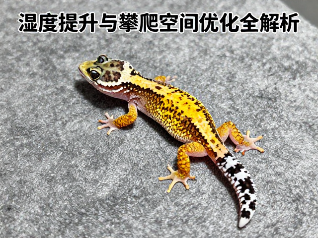 守宫蜕皮护理指南,湿度提升与攀爬空间优化全解析