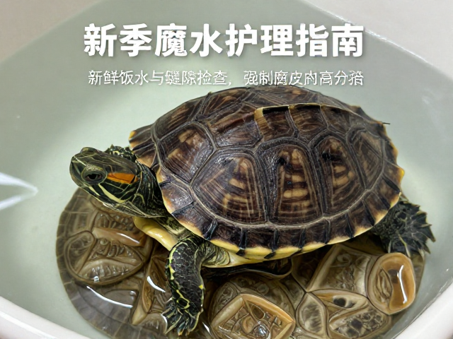 乌龟蜕皮护理指南,新鲜饮用水与缝隙检查,预防腐皮妙招