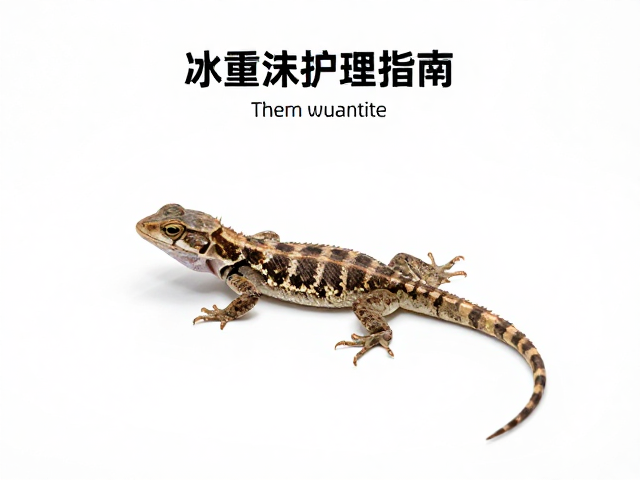 蜥蜴蜕皮护理指南,控制互动与适宜温度,助其顺利蜕皮