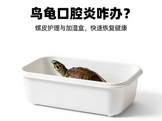 乌龟口腔炎咋办?蜕皮护理与加湿盒使用全攻略,快速恢复健康