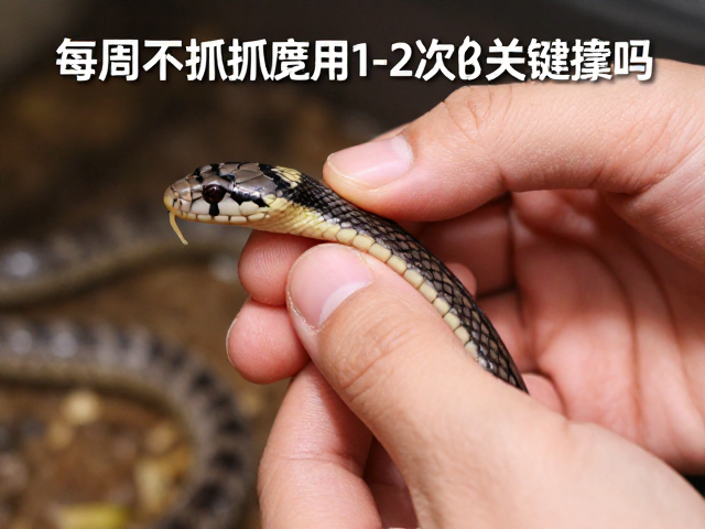 幼蛇蜕皮护理,喂食后不抓握,每周1-2次关键期