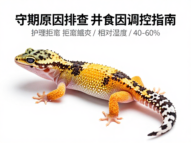 守宫蜕皮护理,拒食原因排查与相对湿度40-60%调控指南