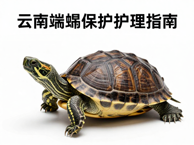 乌龟蜕皮护理指南,保持25-28°C与40-60%湿度促蜕皮