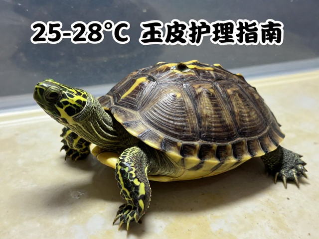 乌龟蜕皮护理指南，保持25-28&deg;C与40-60%湿度促蜕皮