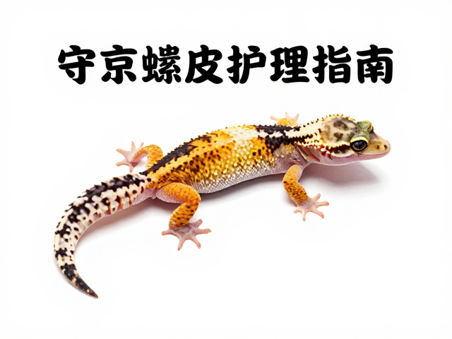 守宫蜕皮护理指南,观察进食与饲养箱布置全解析