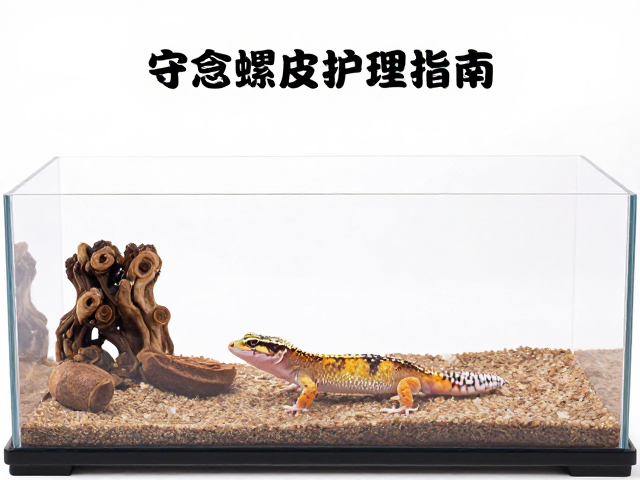 守宫蜕皮护理指南,观察进食与饲养箱布置全解析