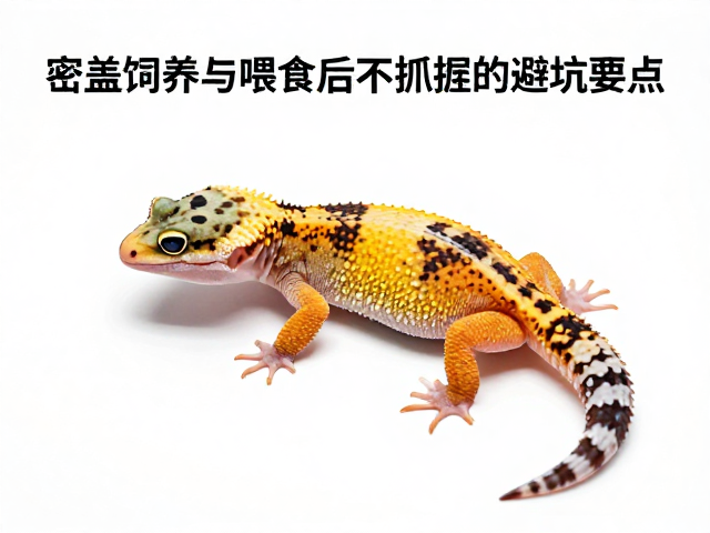 守宫蜕皮护理指南，密盖饲养与喂食后不抓握的避坑要点