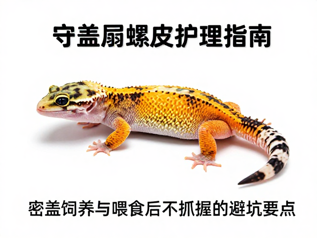 守宫蜕皮护理指南，密盖饲养与喂食后不抓握的避坑要点